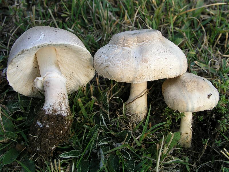 Leucoagaricus sp.